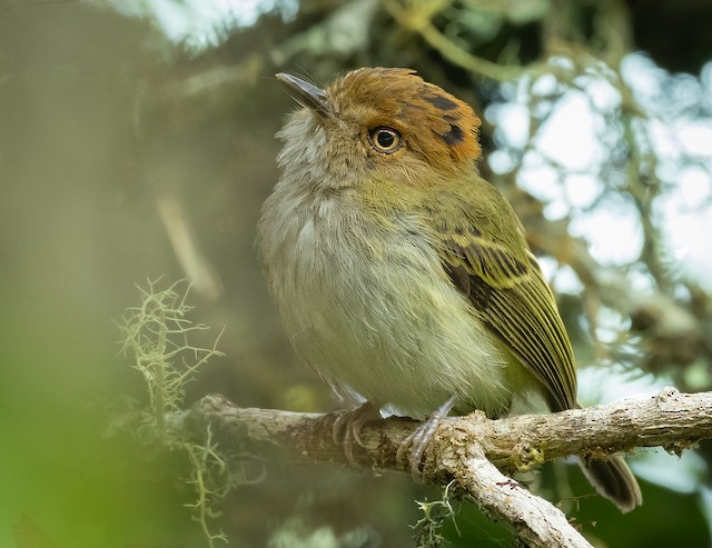 Scale-crested Pygmy-tyrant