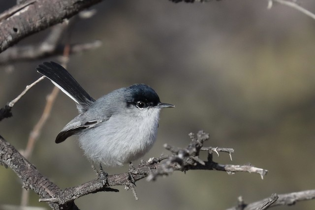 California Gnatcatcher - eBird