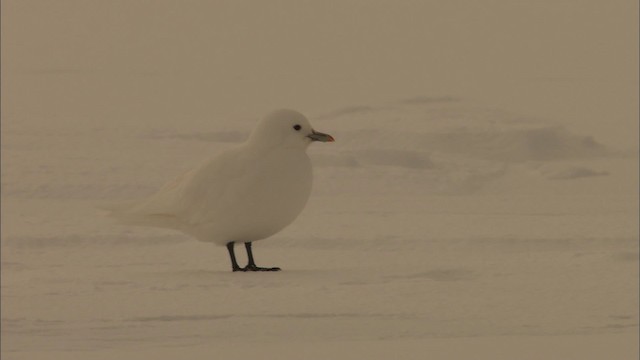 Белая чайка - ML433389