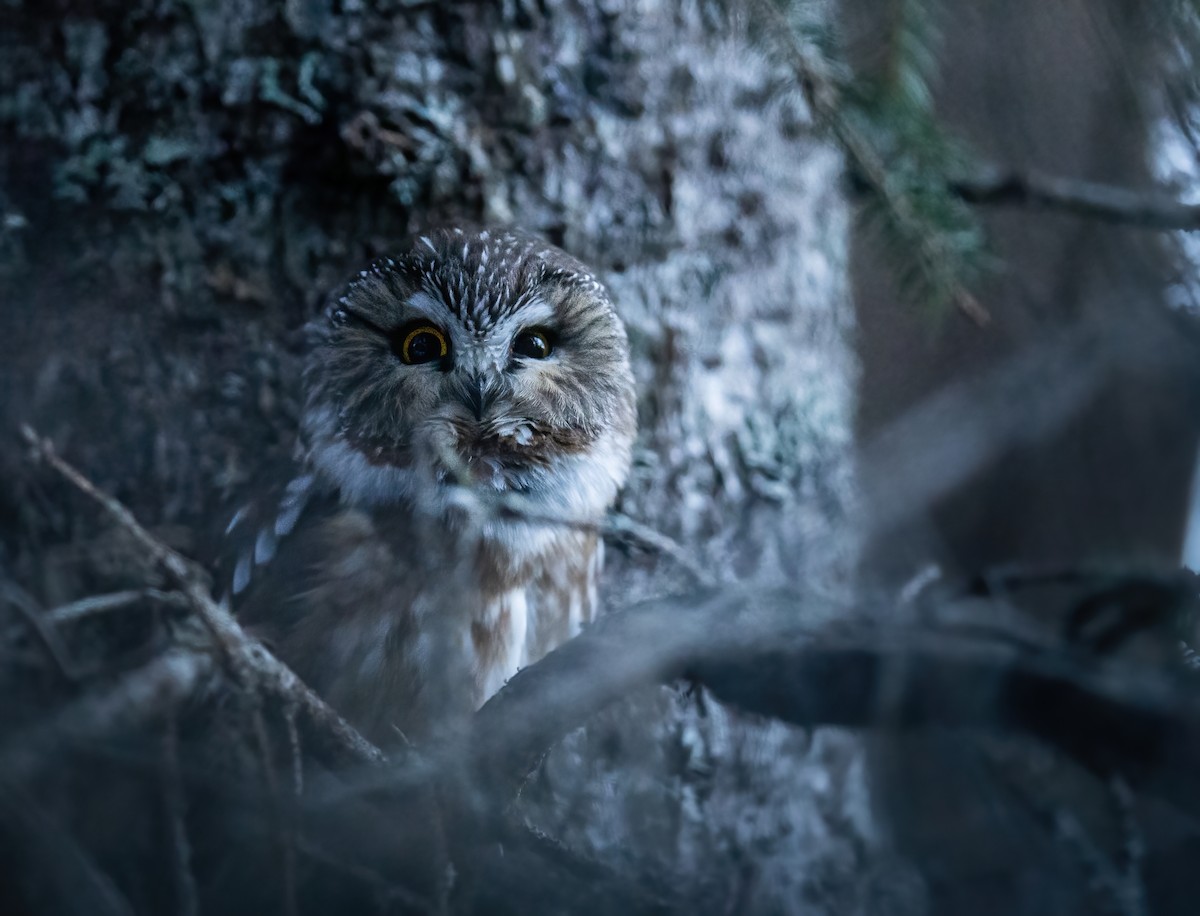 Northern Saw-whet Owl - Joey  Hausler