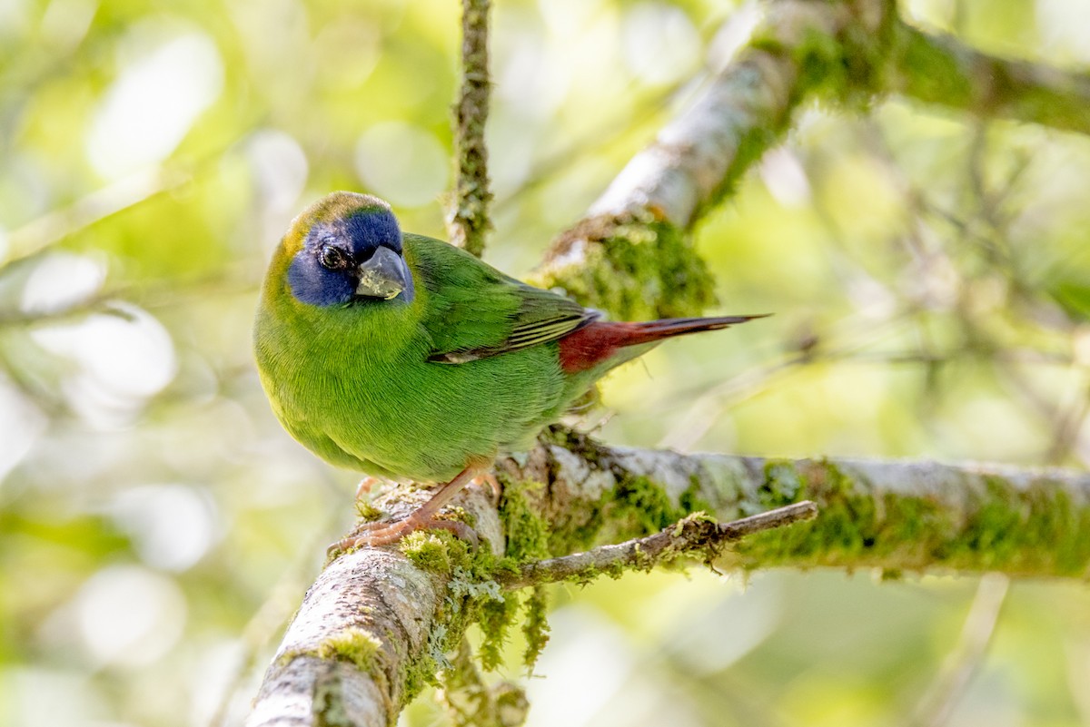 Blue-faced Parrotfinch - ML433394631