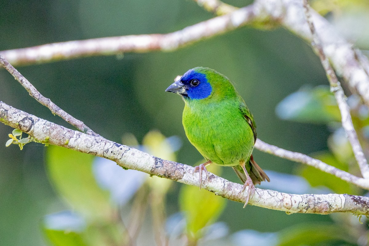 Blue-faced Parrotfinch - ML433394841