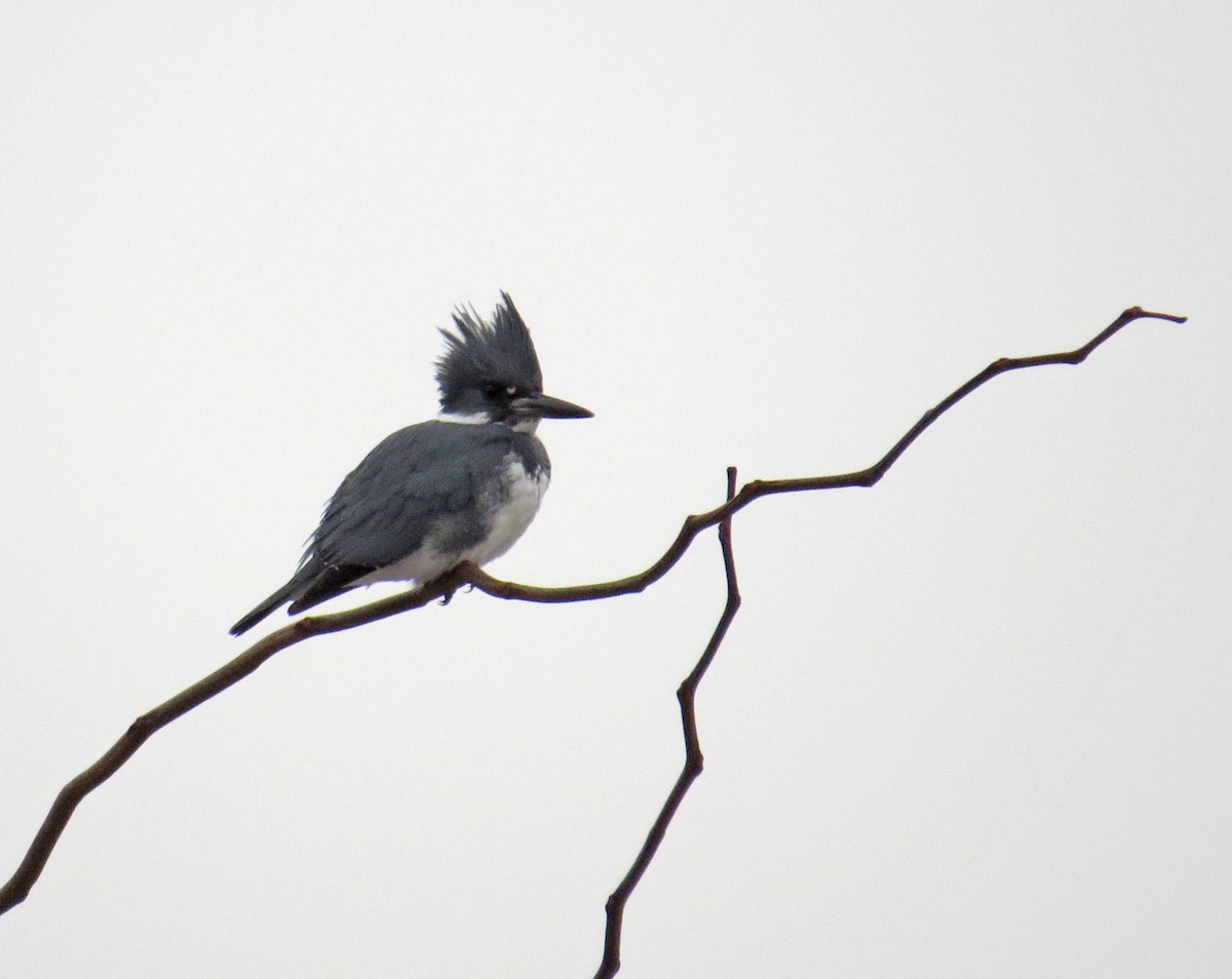 Belted Kingfisher - Don Gorney