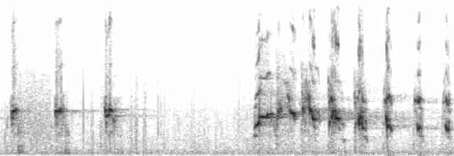orel bělohlavý - ML4334