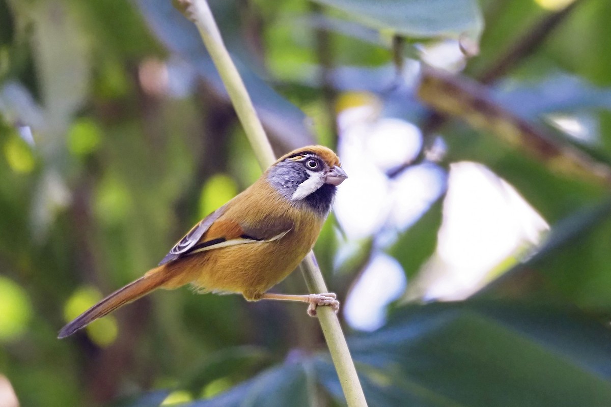 Black-throated Parrotbill (Buff-breasted) - ML433400001