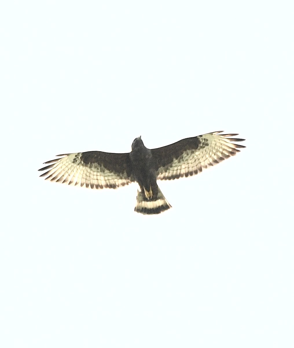 Zone-tailed Hawk - Josh Bruening