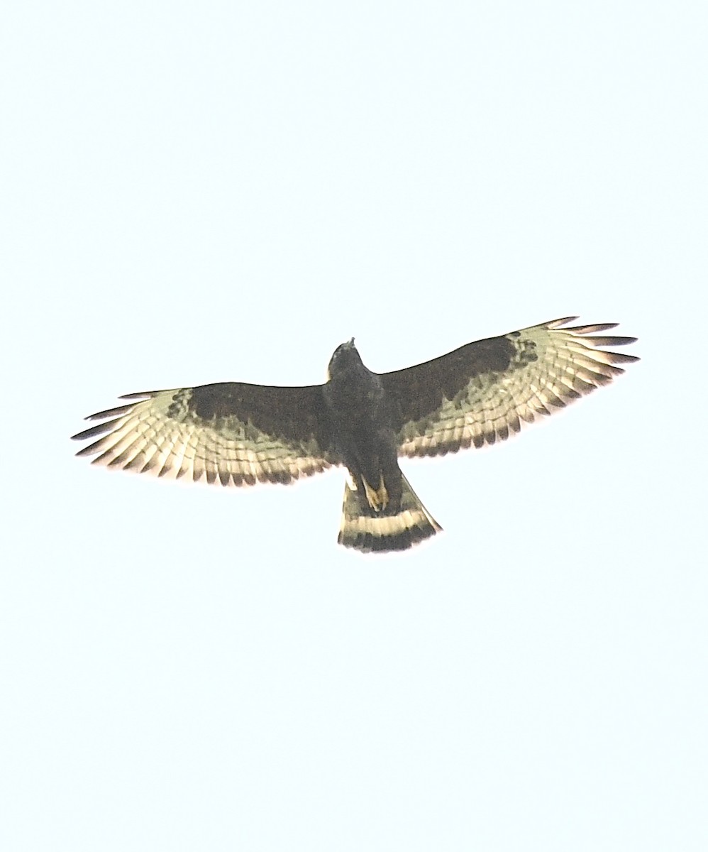 Zone-tailed Hawk - ML433401671