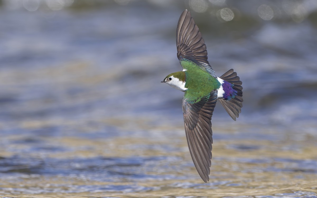 Violet-green Swallow - ML433404001