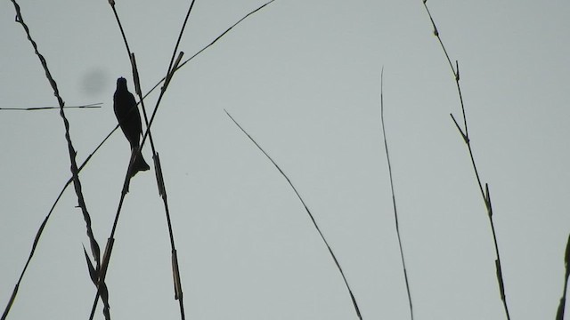 Square-tailed Drongo-Cuckoo - ML433414641