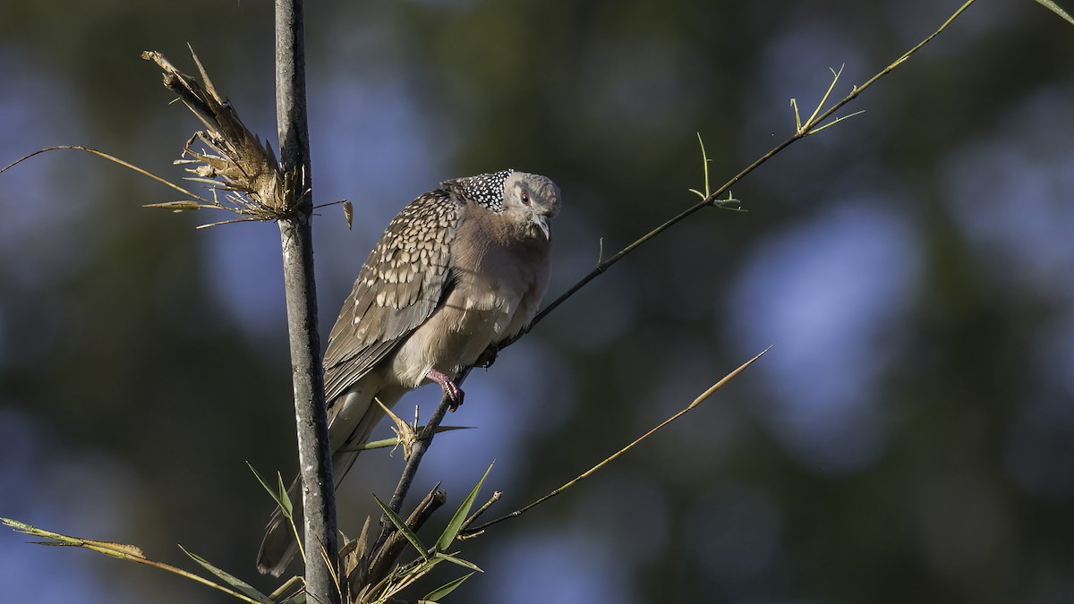 Spotted Dove (Western) - ML433420471