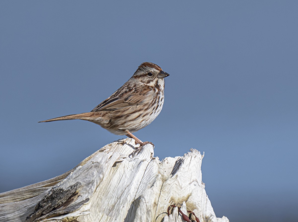 Song Sparrow - Ronnie d'Entremont