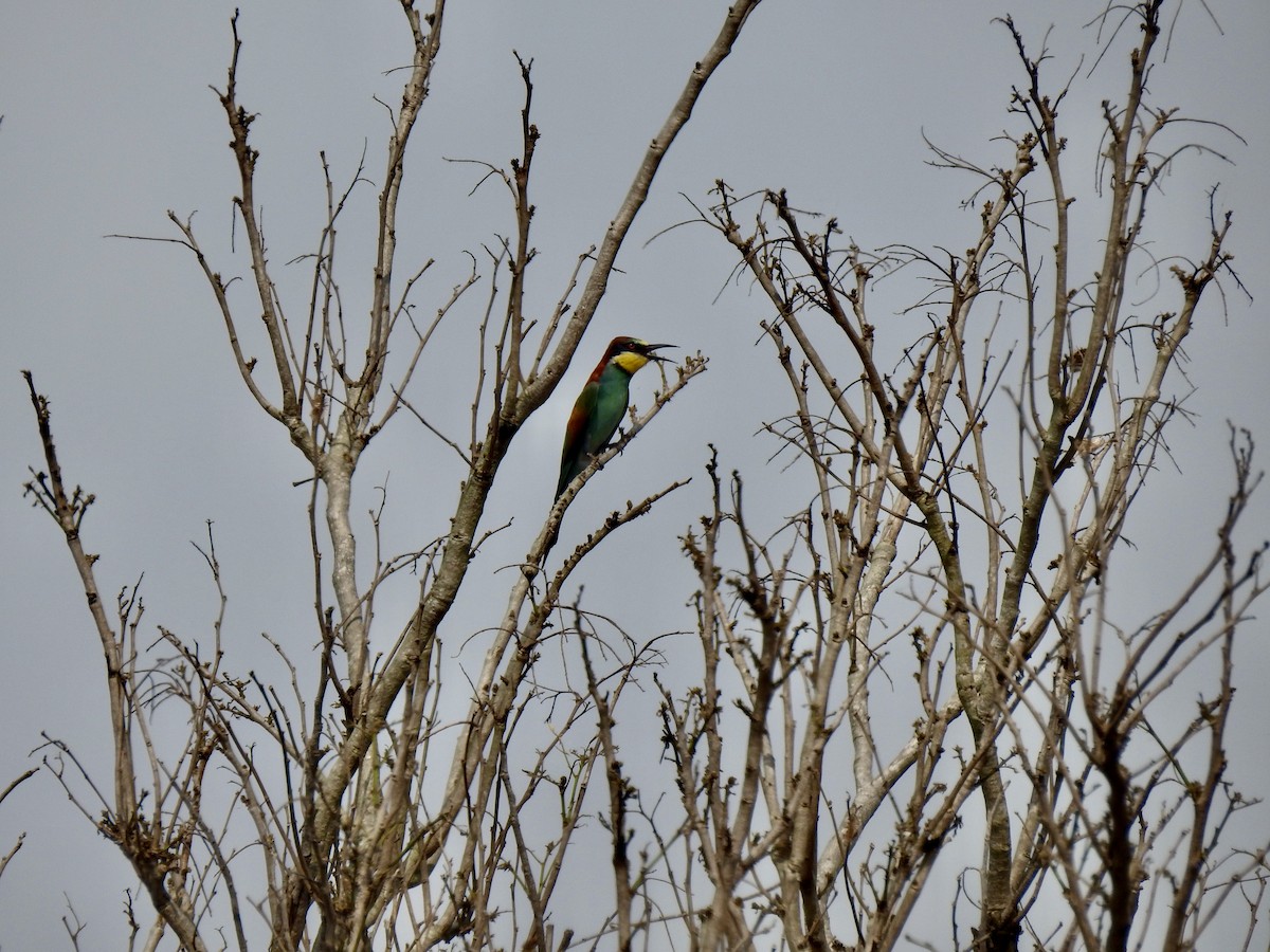 European Bee-eater - Kasun Bodawatta