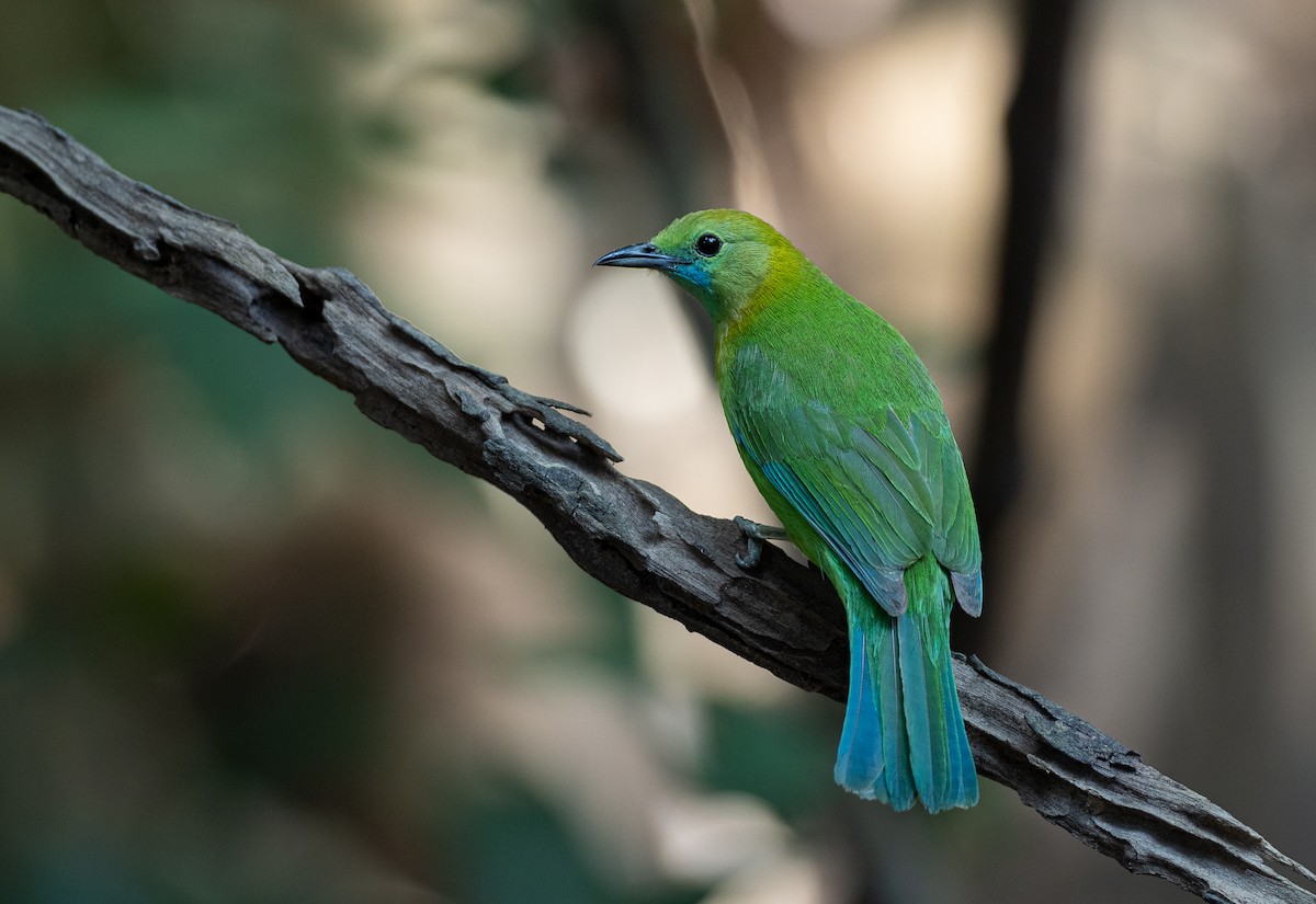 Blue-winged Leafbird - Forest Botial-Jarvis