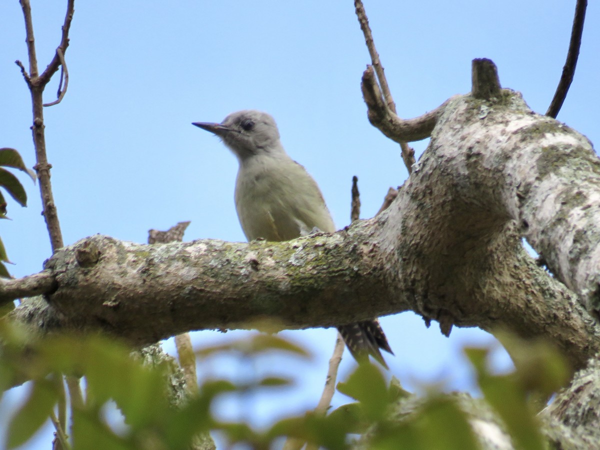 African Gray Woodpecker - ML433424341