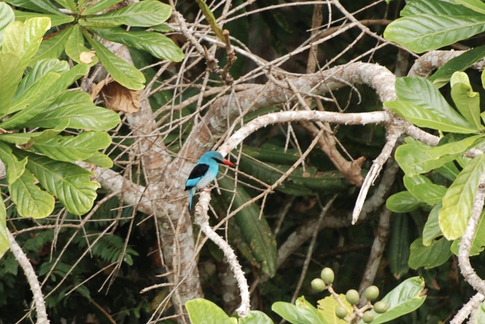 Blue-breasted Kingfisher - Christiaan van der Hoeven