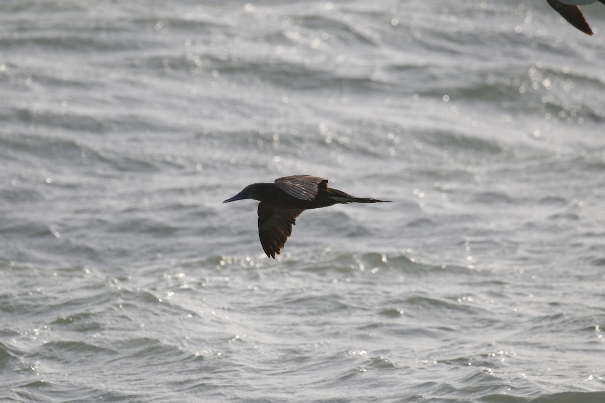 Brown Booby - ML433431631