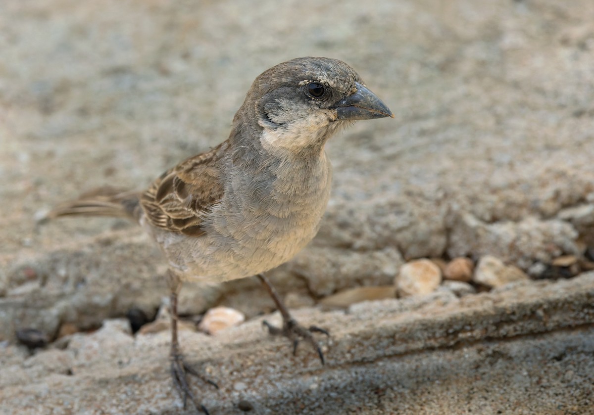 Socotra Sparrow - ML433435521