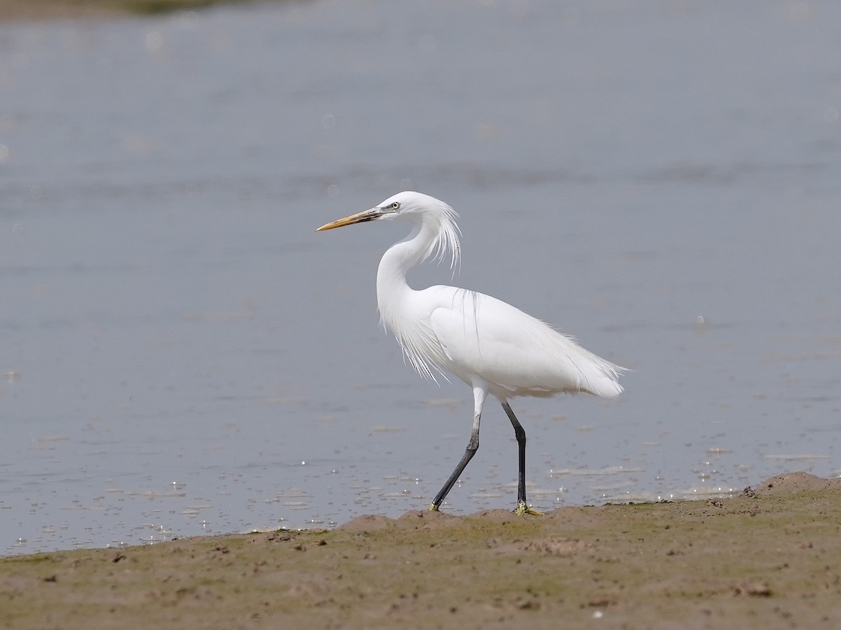 Chinese Egret - ML433440601