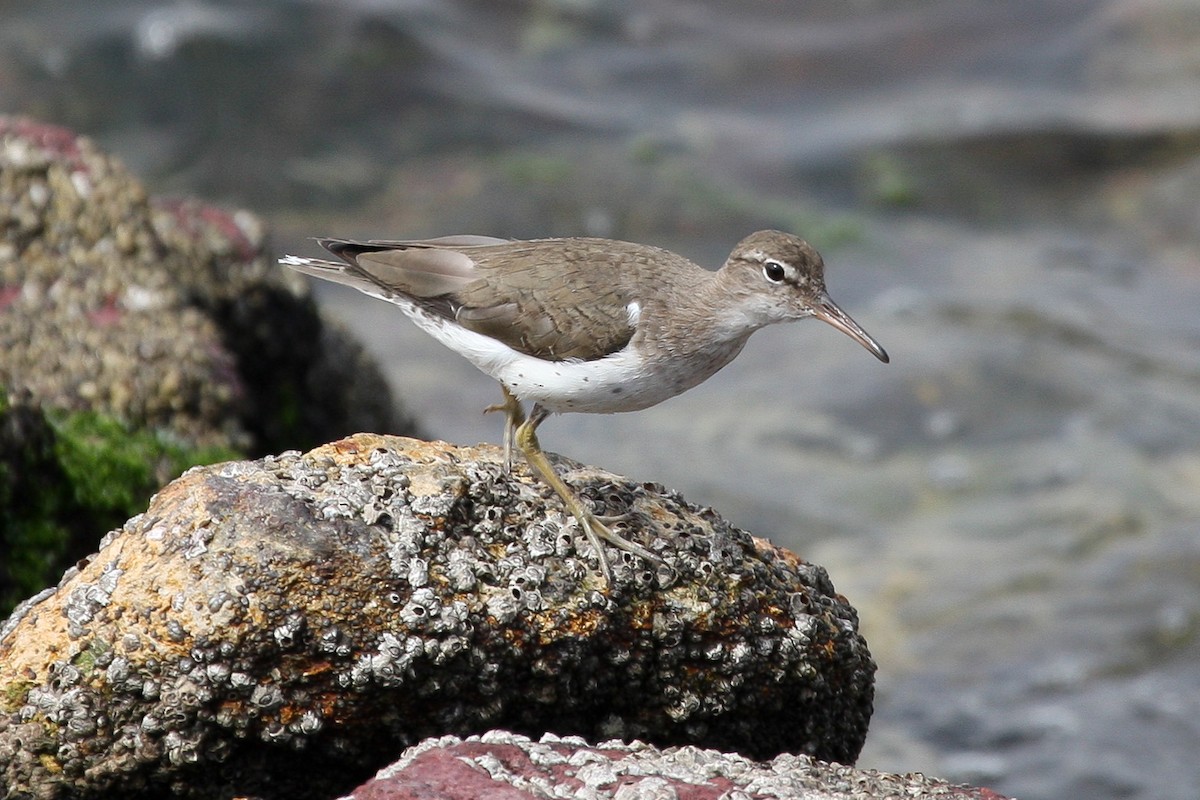 Spotted Sandpiper - Robert Lewis