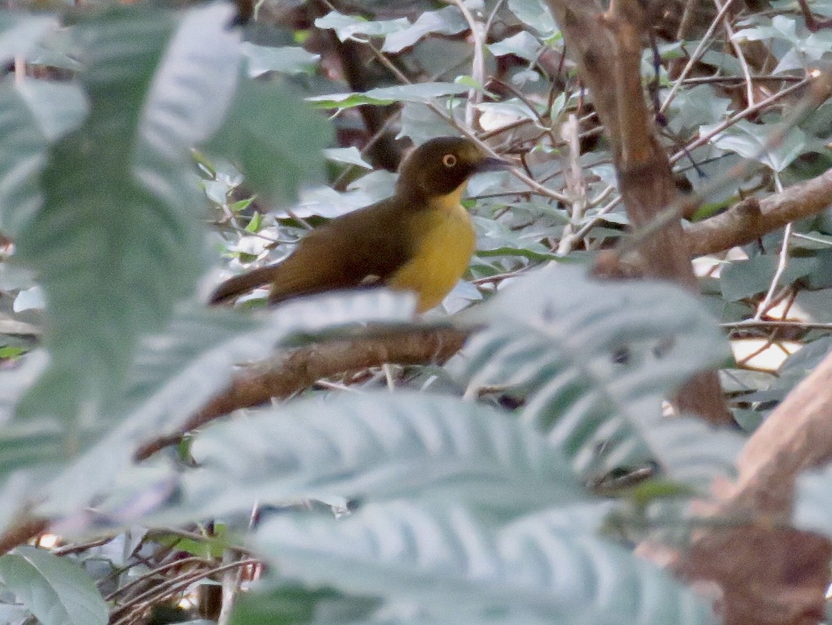 Lesser Bristlebill (Yellow-eyed) - GARY DOUGLAS
