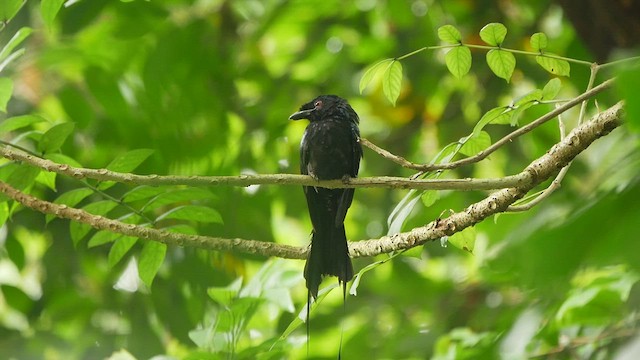 Greater Racket-tailed Drongo - ML433452071