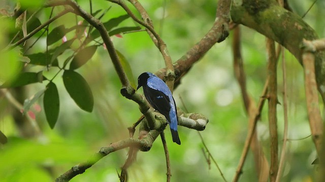 Asian Fairy-bluebird - ML433452091