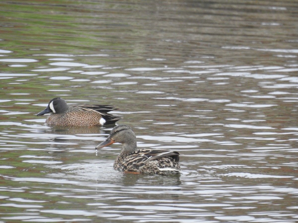 Blue-winged Teal - ML433462251