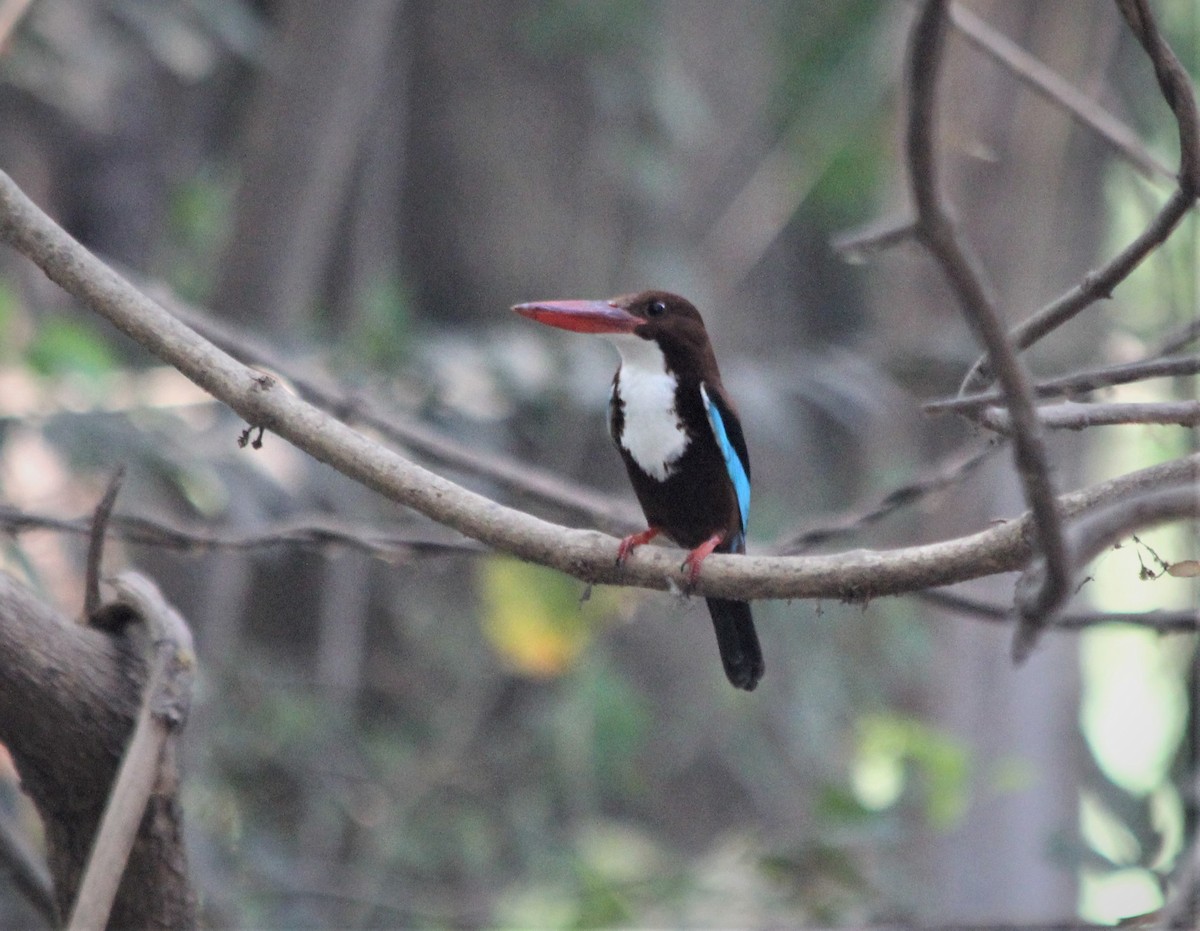 White-throated Kingfisher - Dhruba  Saikia