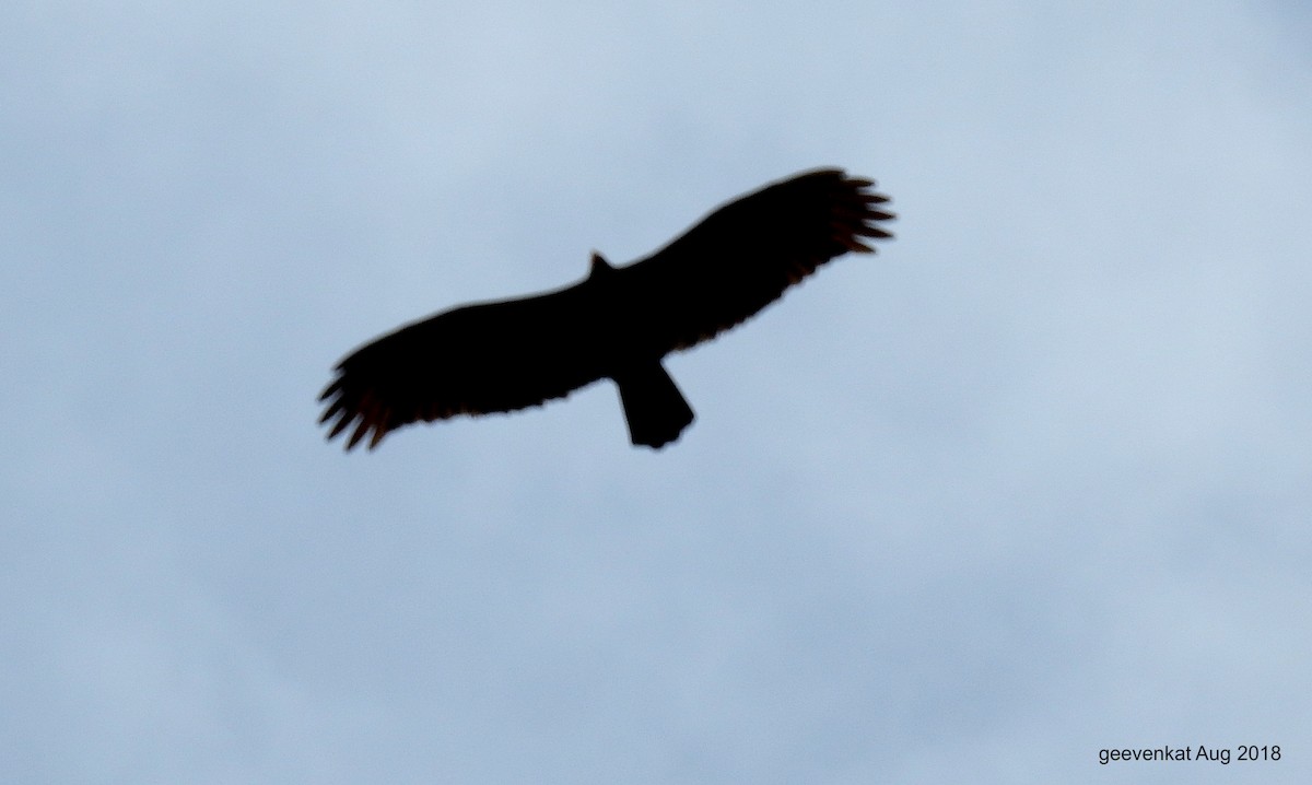 Black Vulture - ML433468251