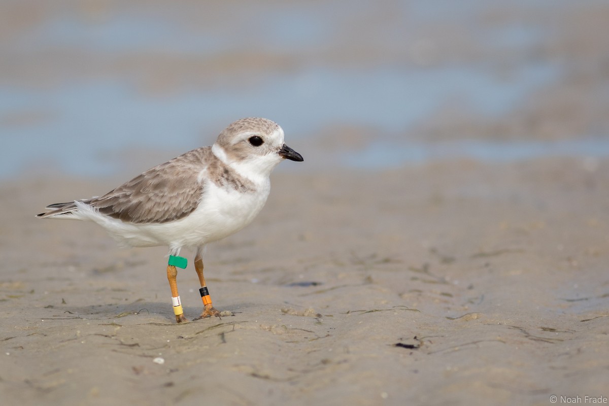 Piping Plover - ML43347301