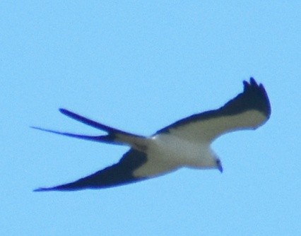 Swallow-tailed Kite - Ray Doyle
