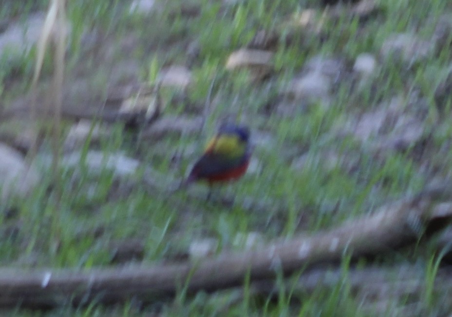 Painted Bunting - ML433480101
