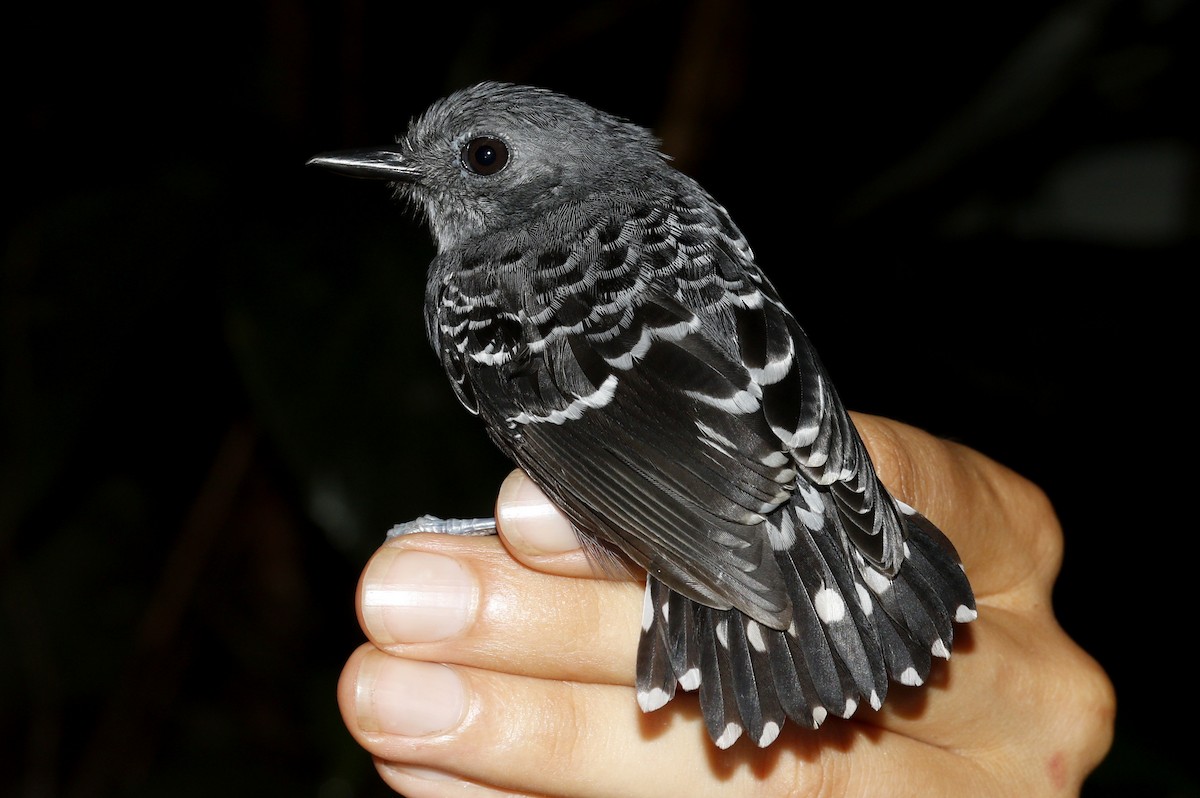 Common Scale-backed Antbird - Paul Dufour