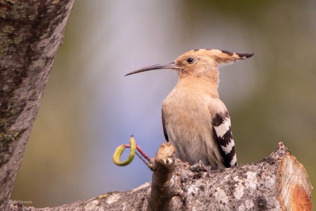 Female in Definitive Basic Plumage (subspecies <em class="SciName notranslate">epops</em>). - Eurasian Hoopoe - 