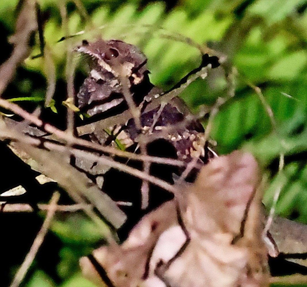 lelek hvízdavý (ssp. nigriscapularis) - ML433486031