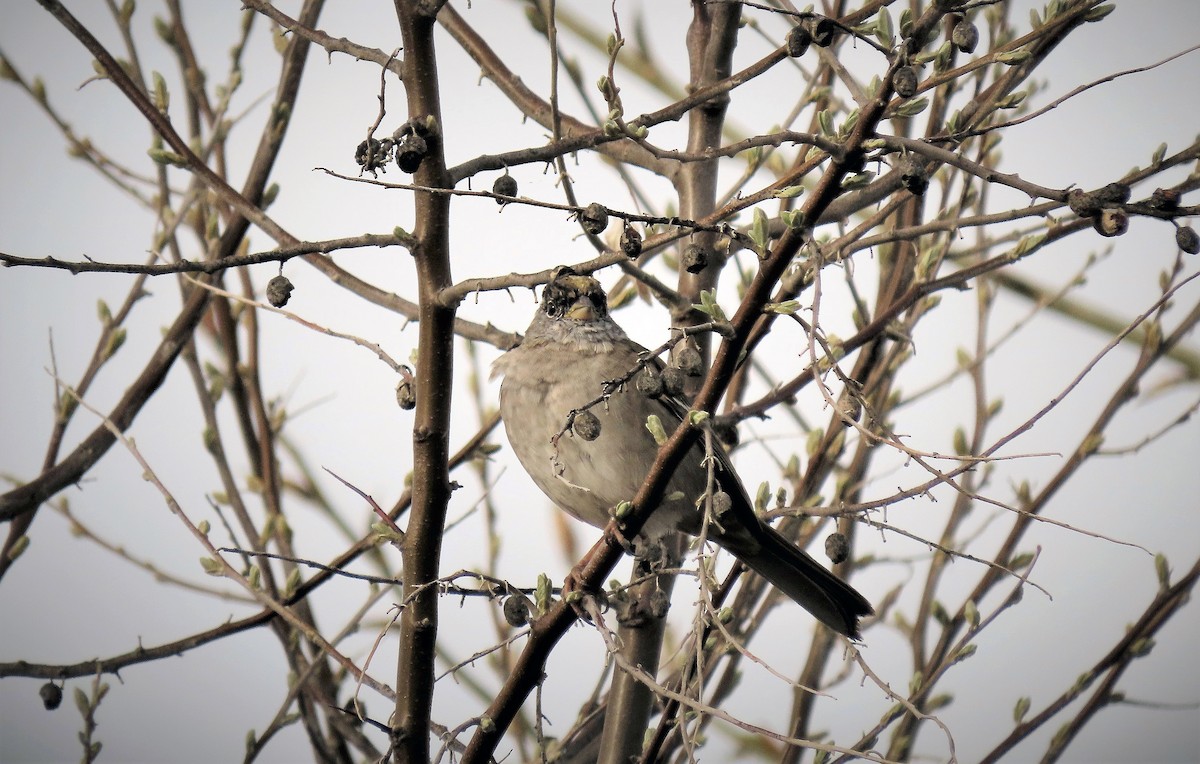 Golden-crowned Sparrow - Junice Neubauer