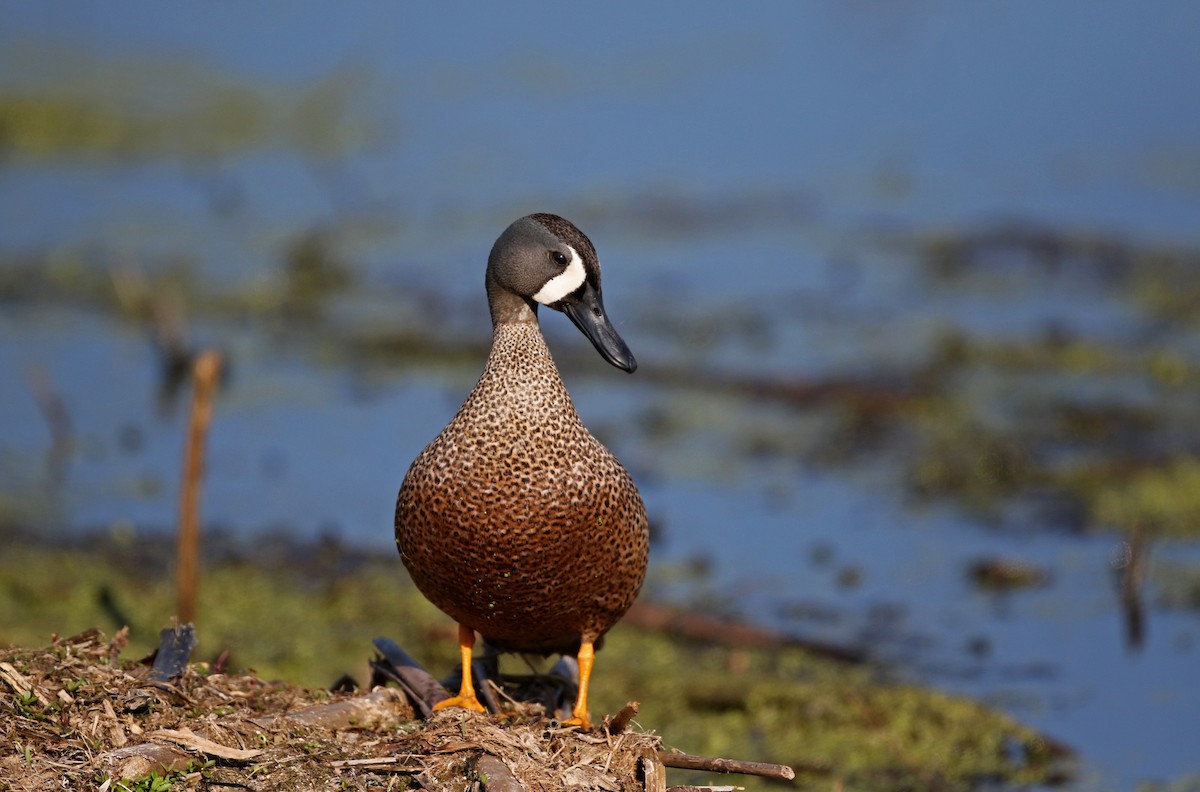Blue-winged Teal - ML43349821