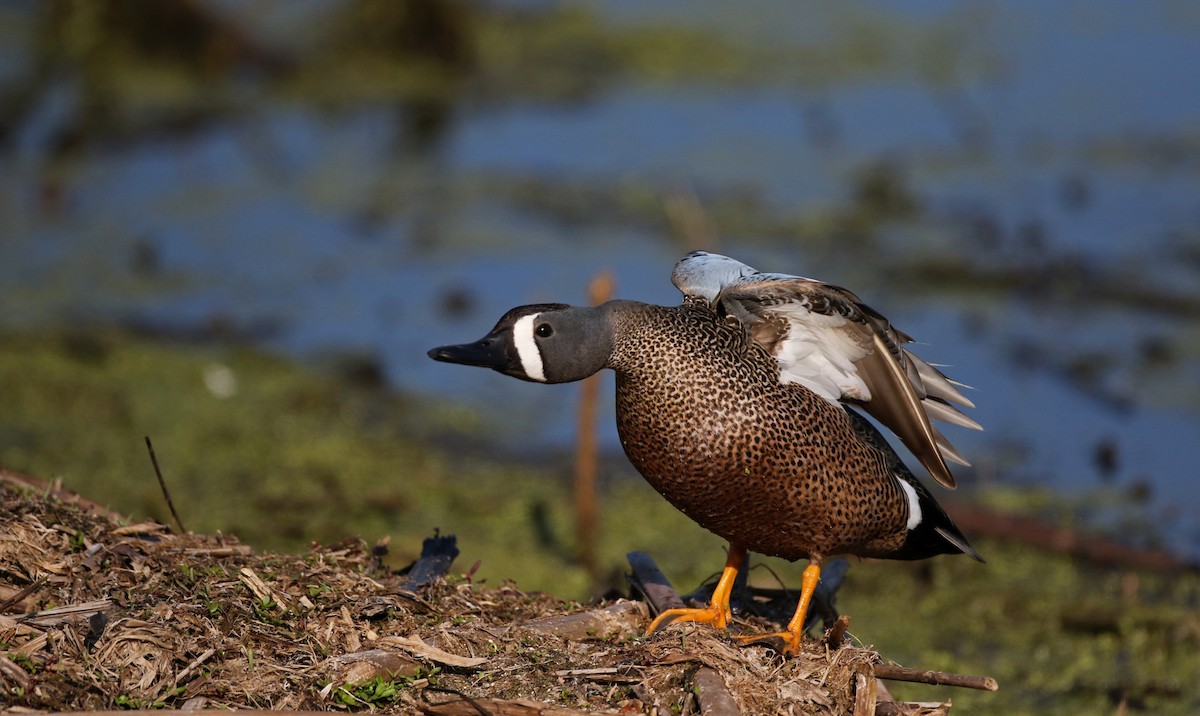 Blue-winged Teal - ML43349971