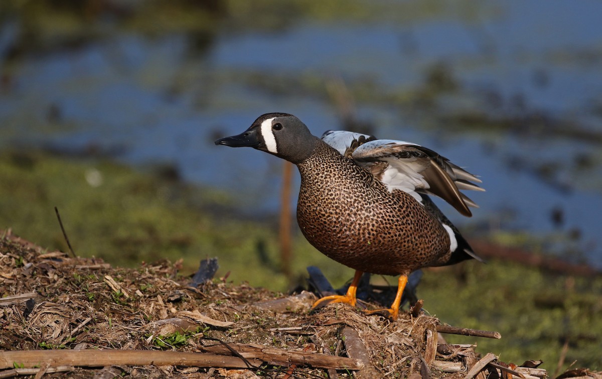 Blue-winged Teal - ML43349991