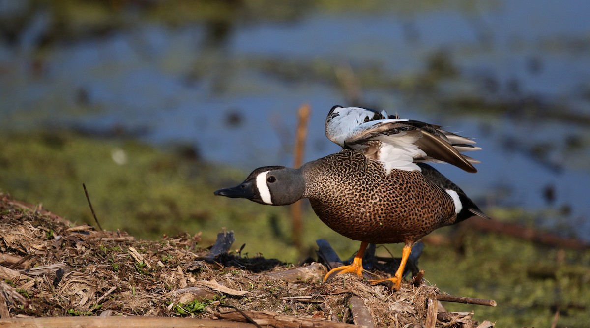 Blue-winged Teal - ML43350021