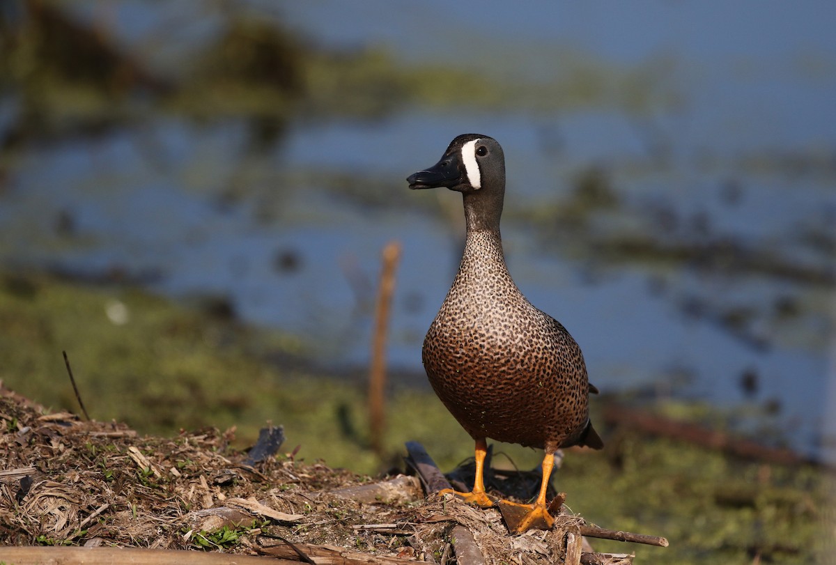 Blue-winged Teal - ML43350101
