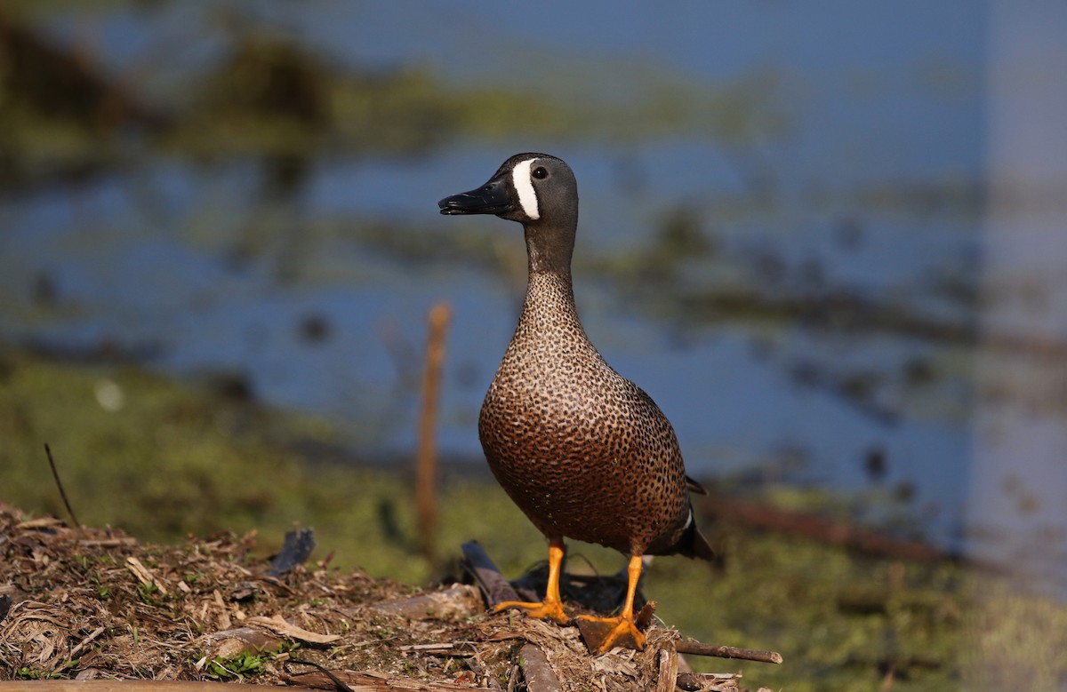 Blue-winged Teal - ML43350111