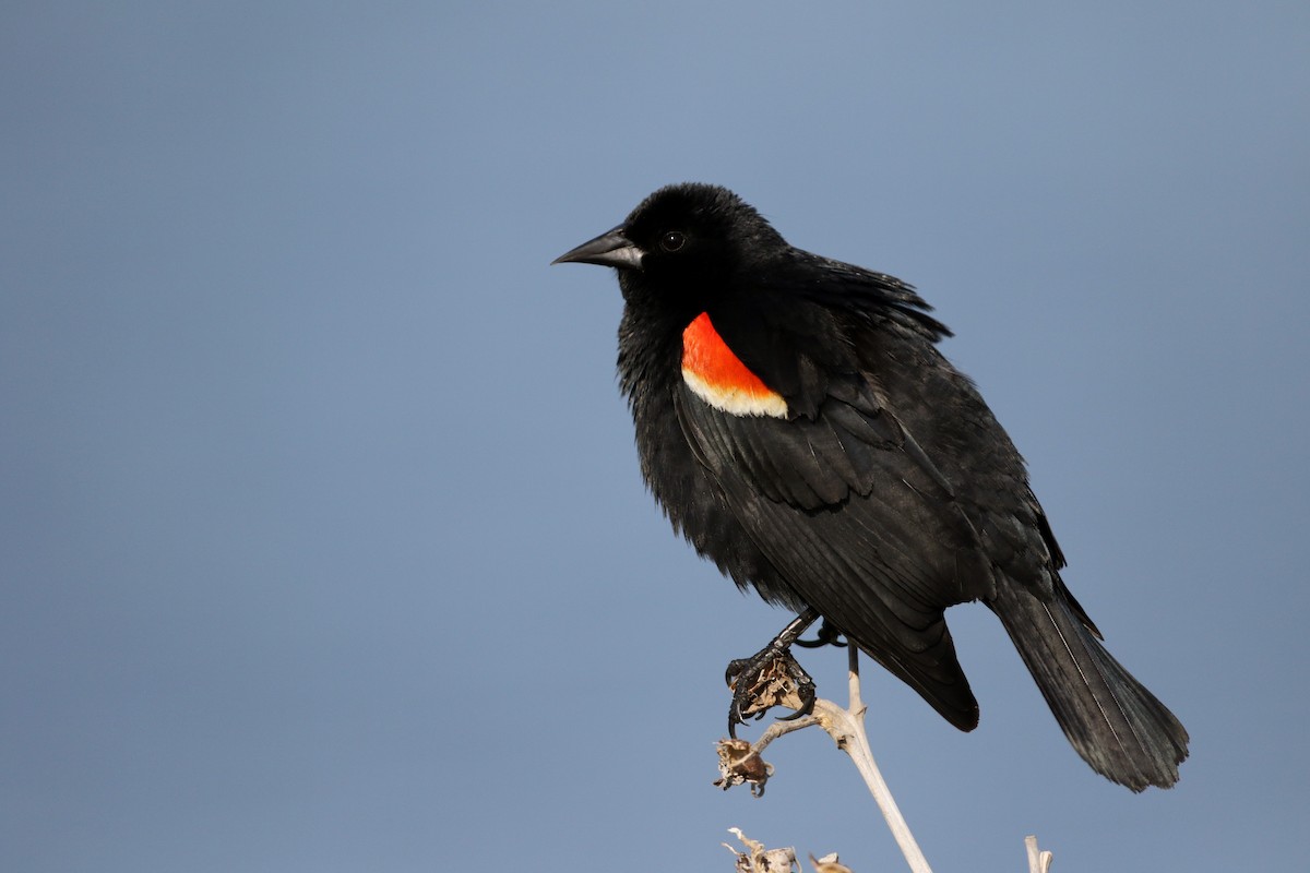Red-winged Blackbird (Red-winged) - Jay McGowan