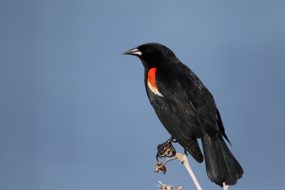 Red-winged Blackbird (Red-winged) - ML43350141