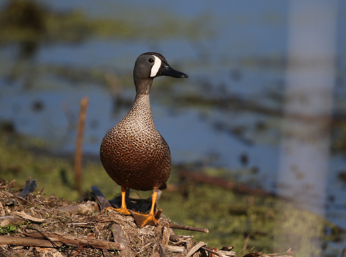 Blue-winged Teal - ML43350151