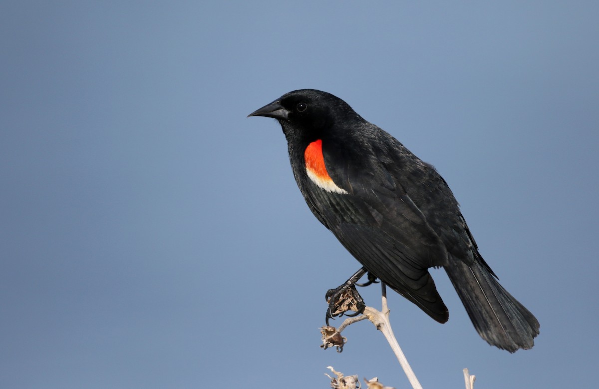 Red-winged Blackbird (Red-winged) - ML43350161