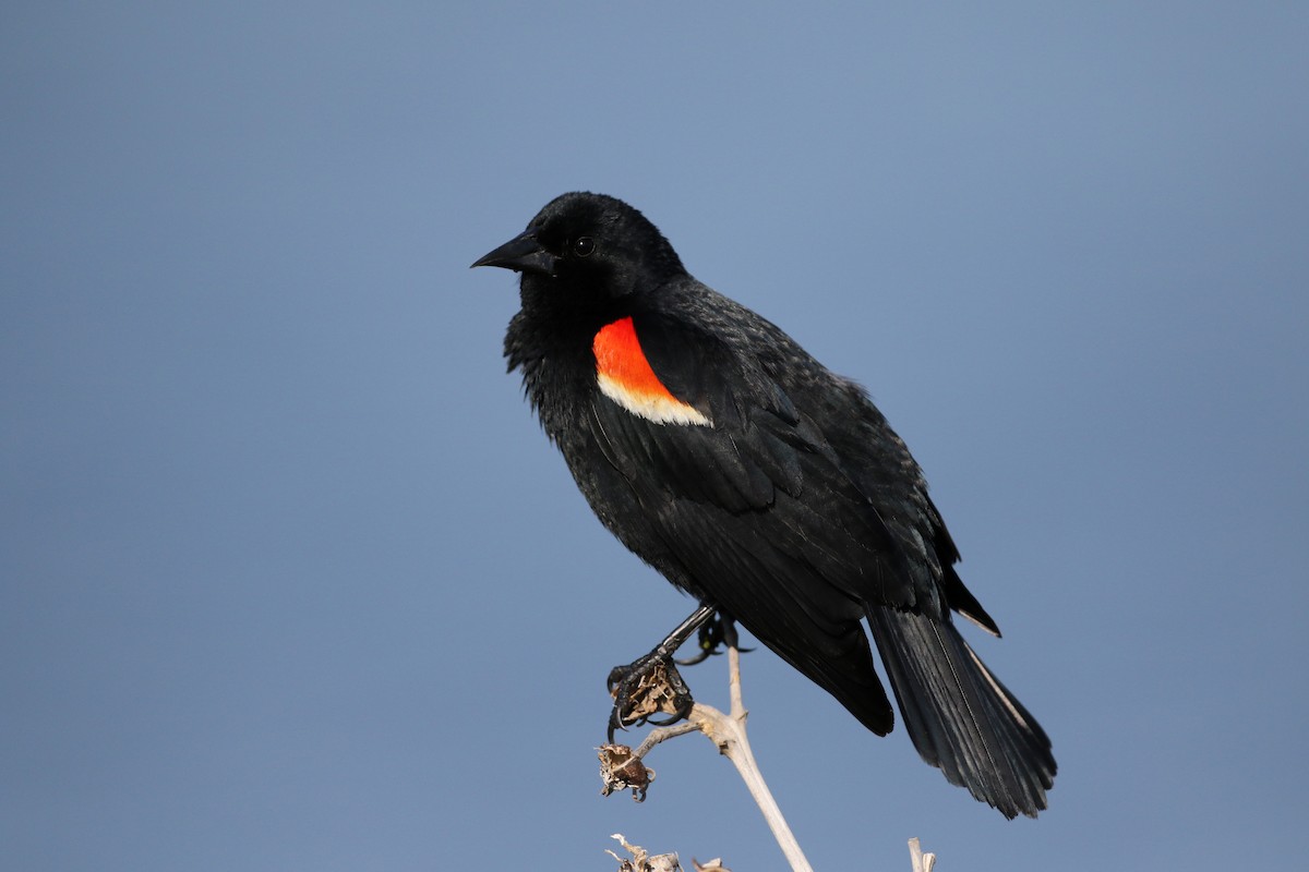 Red-winged Blackbird (Red-winged) - ML43350231