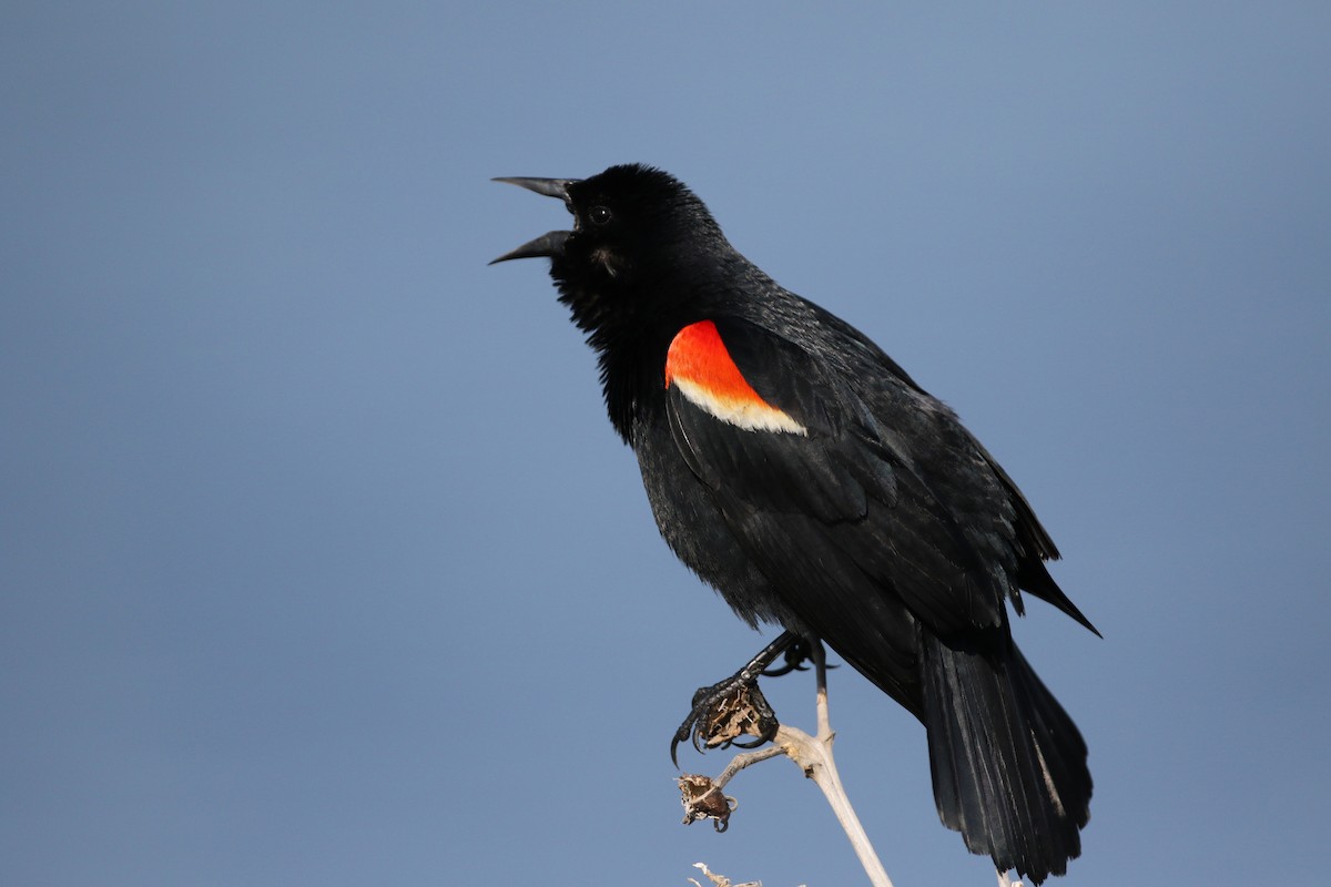 Red-winged Blackbird (Red-winged) - ML43350271