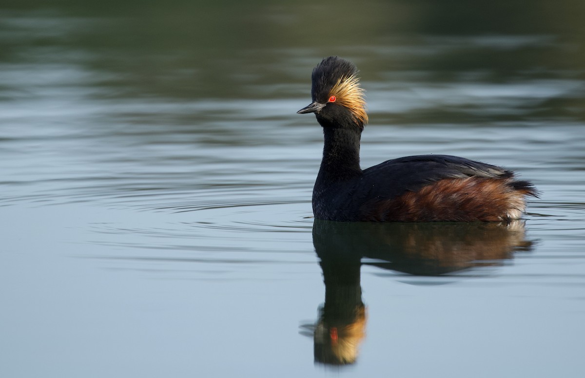 Eared Grebe - ML433507271