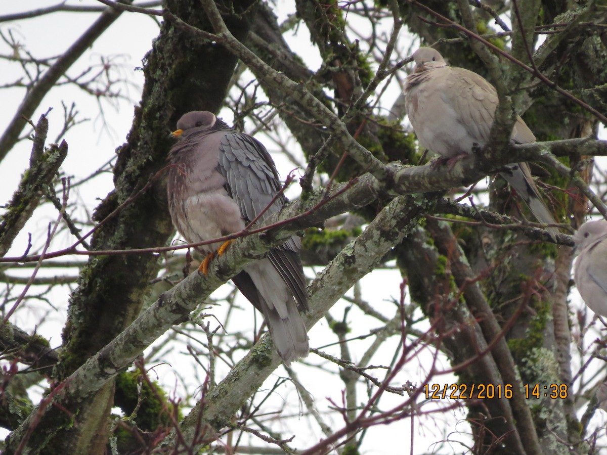 Band-tailed Pigeon - ML43351151